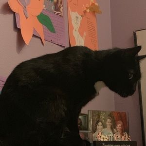 Meet your Posher, Diane